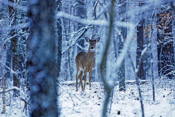 Obraz Deer in woods during winter