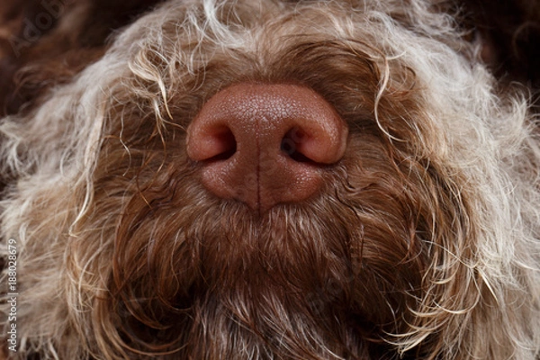 Obraz beautiful brown fluffy puppy