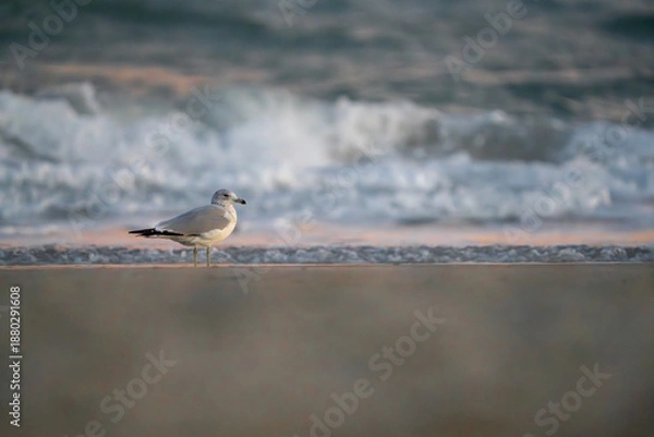 Obraz seagull on the shore