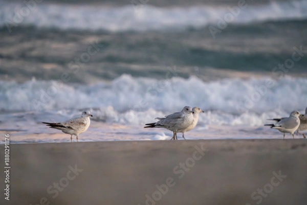 Obraz seagulls on the beach