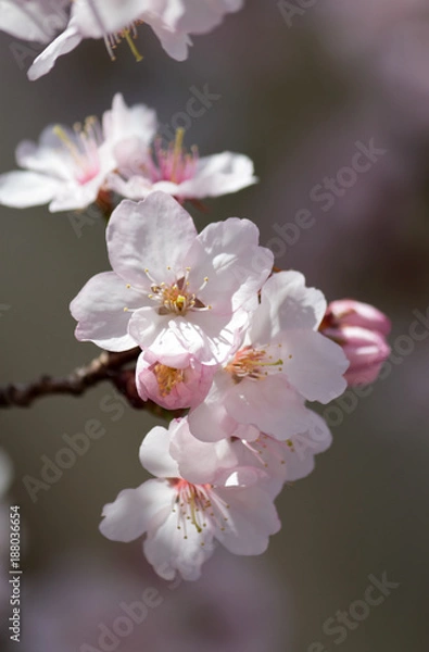 Fototapeta Cherry Blossom - closeup
