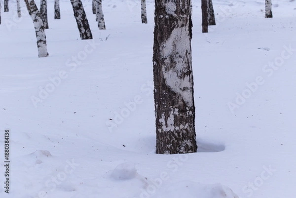 Obraz snow covered tree trunk