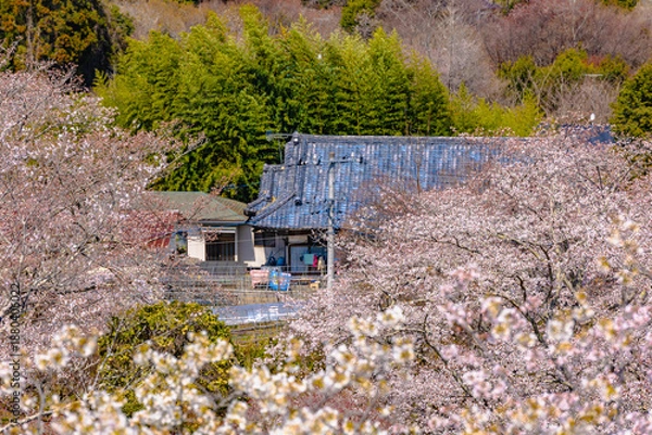 Fototapeta 西山公園（西山荘近辺）