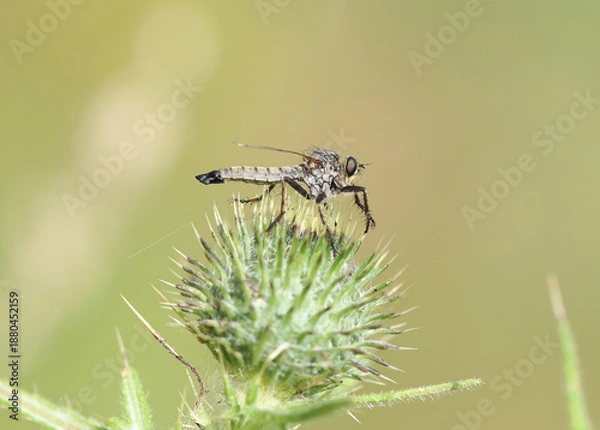 Obraz Garten-Raubfliege - Robber Fly