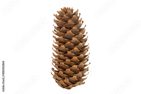 Fototapeta Pine tree cone isolated on white background.