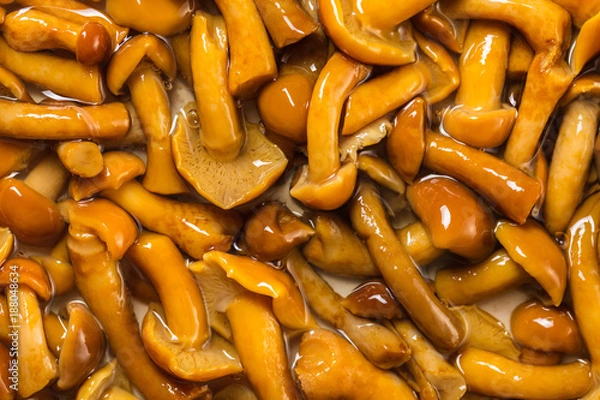 Fototapeta pickled mushrooms closeup