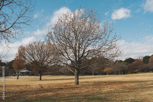 Obraz American sweetgum