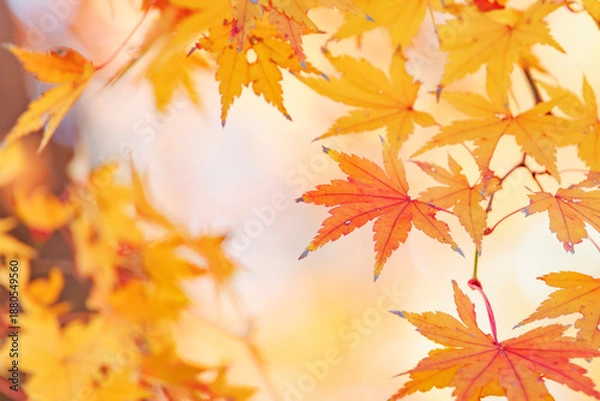Fototapeta 鮮やかな黄色とオレンジに色づいた美しい秋の楓の葉