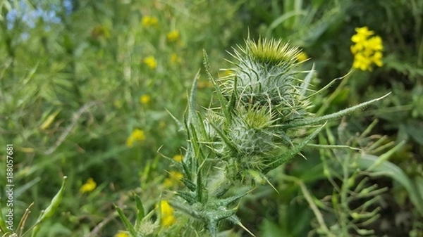 Fototapeta Green thistle