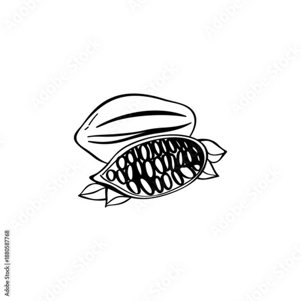 Obraz Cocoa hand drawn illustration. Cocoa vector doodle icon