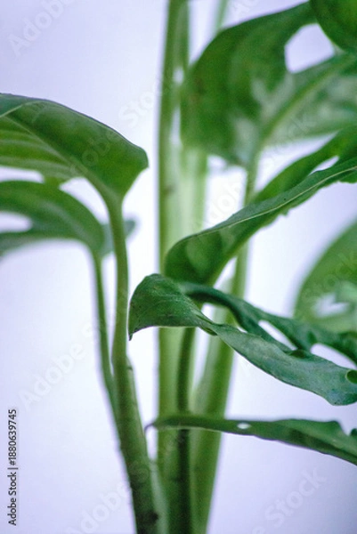 Obraz Monstera adansonii Monke