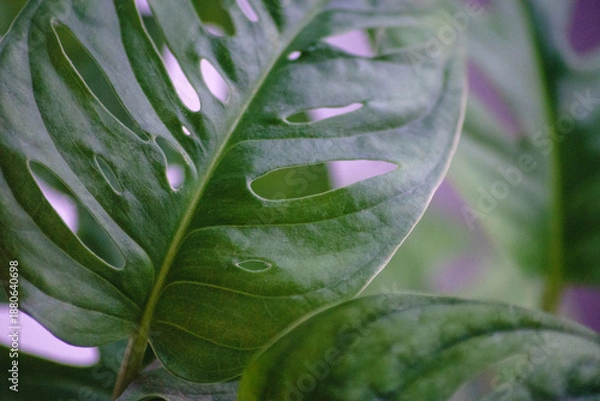 Obraz Monstera adansonii Monke