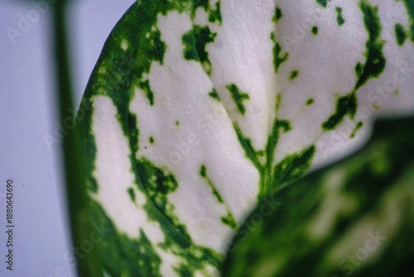 Obraz Aglaonema