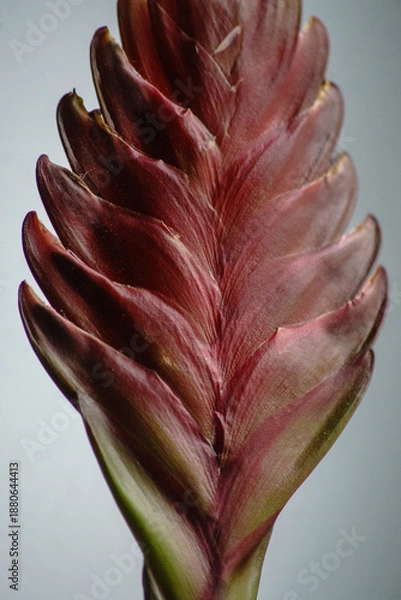 Obraz Vriesea Christiane