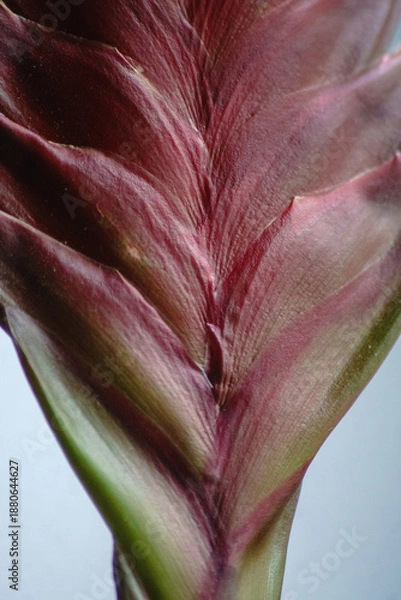 Obraz Vriesea Christiane