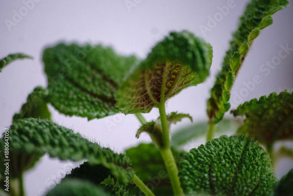 Obraz  Pilea Moonvalley