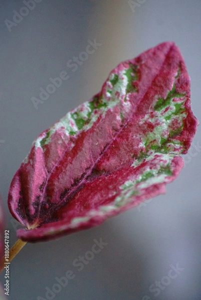 Obraz Begonia królewska