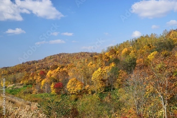 Fototapeta 彩る紅葉