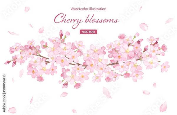 Fototapeta 桜の水彩イラストで構成した装飾フレーム。見出し装飾。（ベクター）