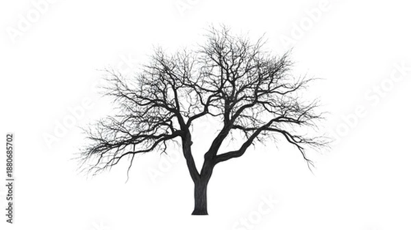 Obraz Bare Tree Silhouette Isolated on White Background