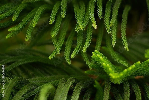 Obraz View of Spiral Pine Leaf Pattern