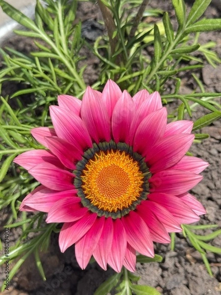 Obraz pink dahlia flower