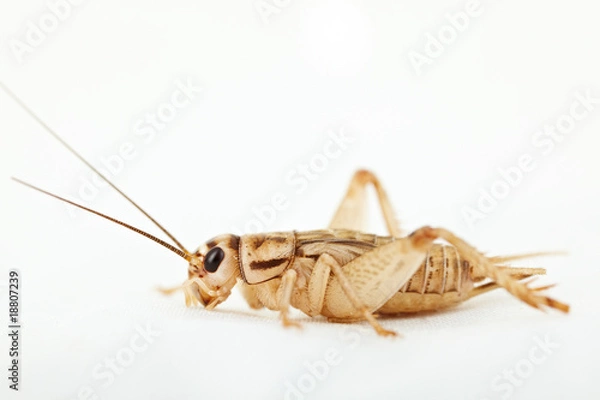 Obraz Heimchen - Grille