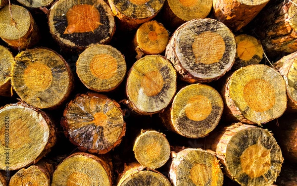 Obraz Chopped wood as a background