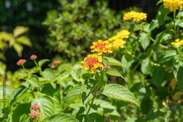 Obraz 夏の緑に調和する黄色のランタナ