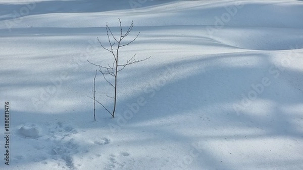 Obraz beautiful winter landscape with a tree
