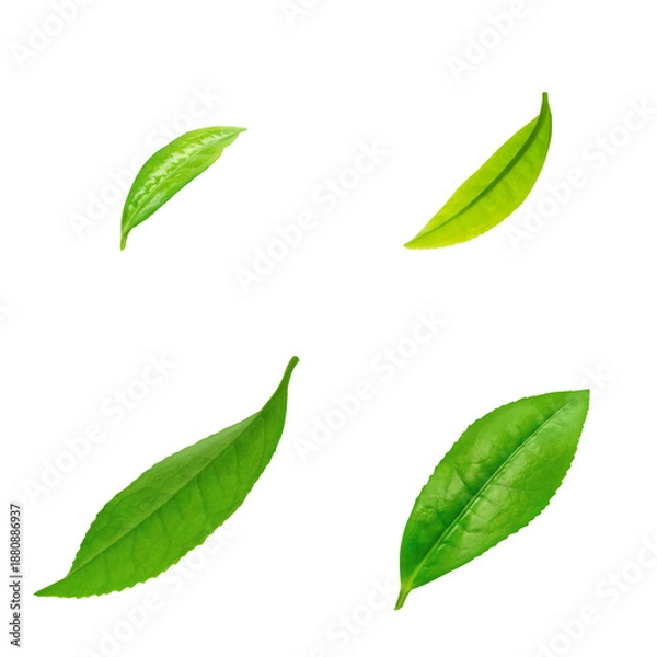 Obraz 茶葉 お茶の葉 イラスト リアル 