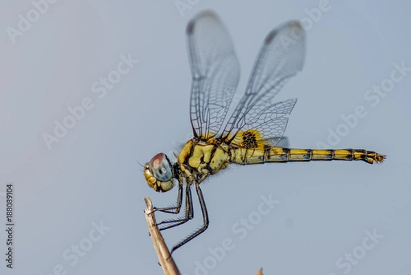 Obraz Dragon Fly