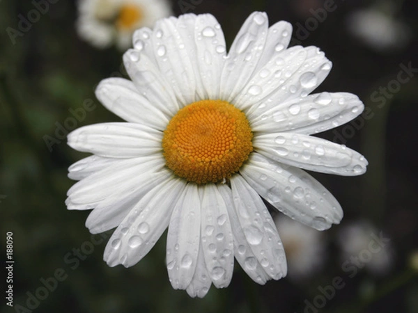 Obraz wet daisy