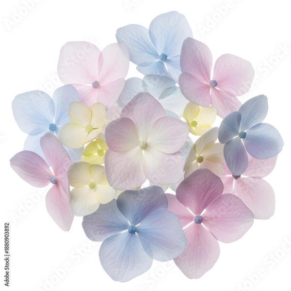 Obraz Individual Hydrangea Flower Petals