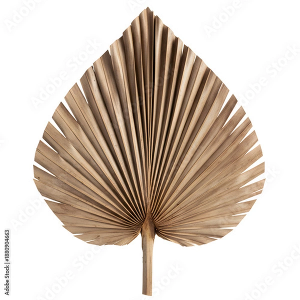 Obraz Single Dried Palm Leaf
