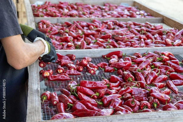 Obraz Tri des piments d'espelette