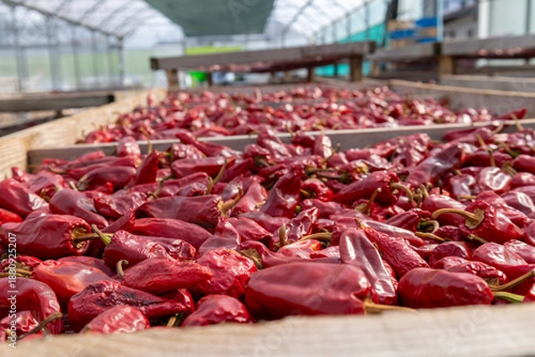 Obraz Piments d'Espelette