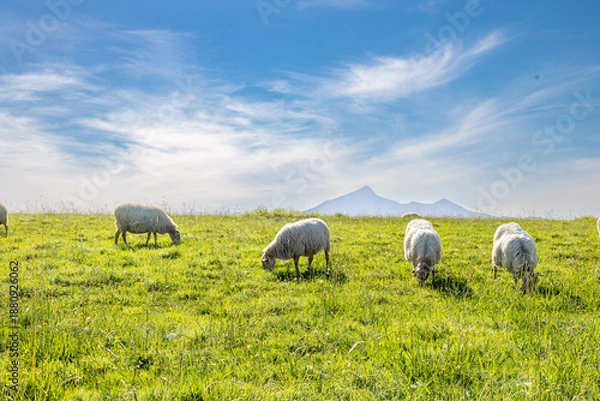 Obraz Moutons au pays Basque