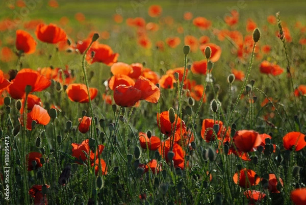 Fototapeta Red poppy at afternoon sunlight
