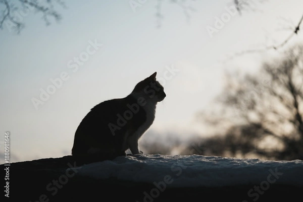 Obraz 冬場の夕暮れの空を背景にした猫のシルエット