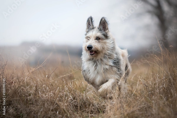 Obraz Berger picard dog in winter the field