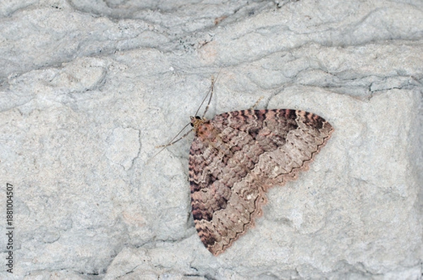 Obraz butterfly on the stone