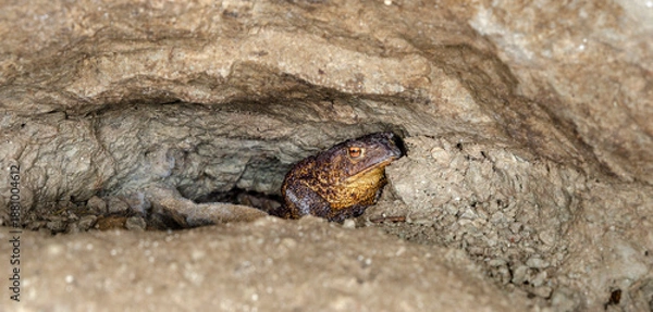 Obraz The common toad, European toad (Bufo bufo)

