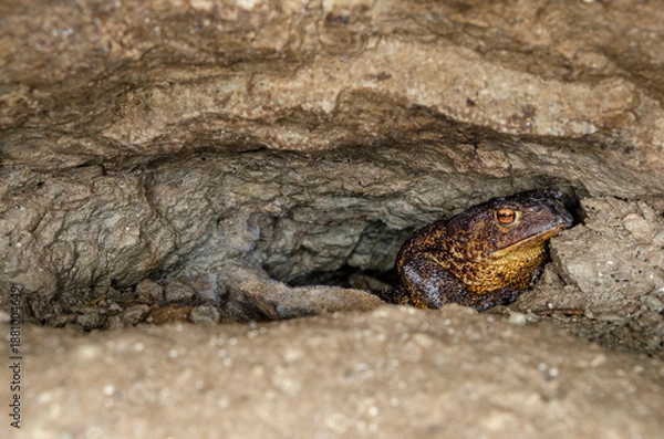Obraz The common toad, European toad (Bufo bufo)
