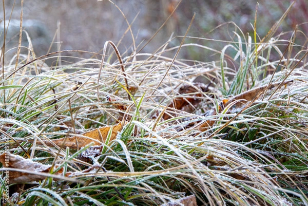 Obraz Eis auf Grashalmen mit verschwommenem Hintergrund
