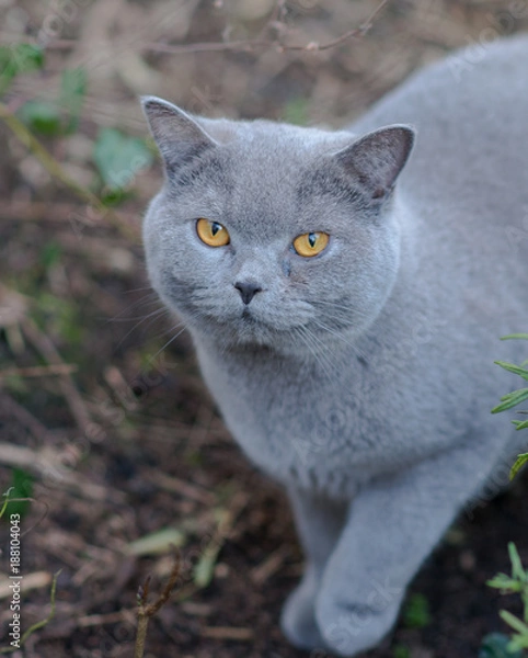 Obraz Professor Henry