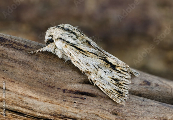 Obraz The Sprawler moth Asteroscopus sphinx. Sitting on a tree branch