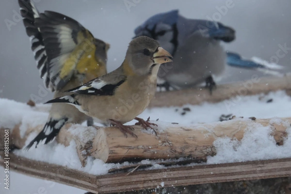 Obraz Evening Grosbeaks in winter