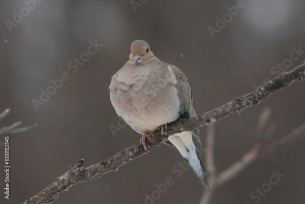 Obraz Mourning Doves in winter