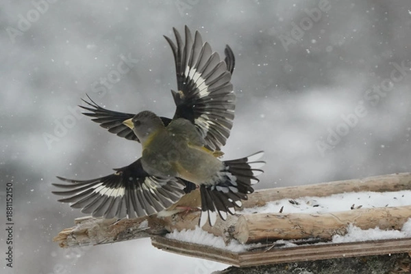 Obraz Evening Grosbeaks in winter